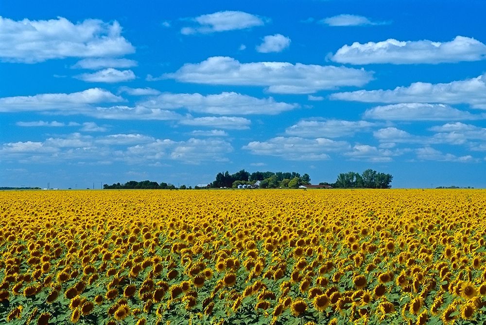 Canada-Manitoba-Altona Farm field with crop of sunflowers art print by Jaynes Gallery for $57.95 CAD